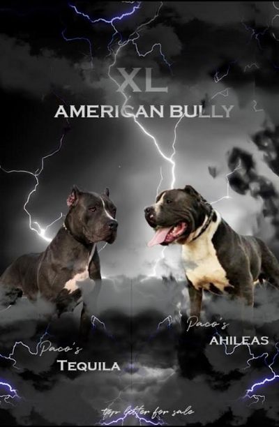 American bully XL 
